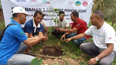 Produktivitas Kopi Manggarai Timur Menurun, Astra Indonesia Bersama Petani Kopi Colol Tanam 2000 Pohon Kopi