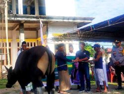 Julie Laiskodat Berbagi 15 Ekor Sapi Kurban untuk Umat Muslim di NTT: Perayaan Idul Adha 1446 H Jadi Momen Berbagi Kebahagiaan
