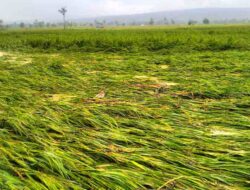 Diguyur Hujan Deras, Tanaman Padi di Kecamatan Weliman Gagal Panen