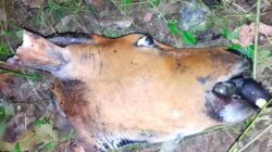 Kapolsek Laenmane Diduga Lamaban Menangani Kasus Pencurian Sapi di Desa Kapitan Meo