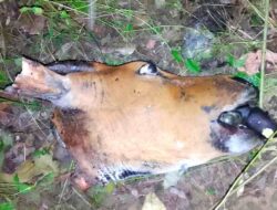 Kapolsek Laenmane Diduga Lamban Menangani Kasus Pencurian Sapi di Desa Kapitan Meo