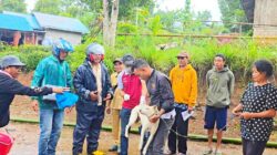 Ratusan Anjing di Desa Golo Tolang, Manggarai Timur Divaksin Rabies, Langkah Cepat Cegah Penyebaran Virus