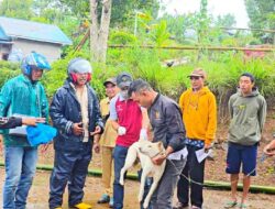 Ratusan Anjing di Desa Golo Tolang, Manggarai Timur Divaksin Rabies, Langkah Cepat Cegah Penyebaran Virus